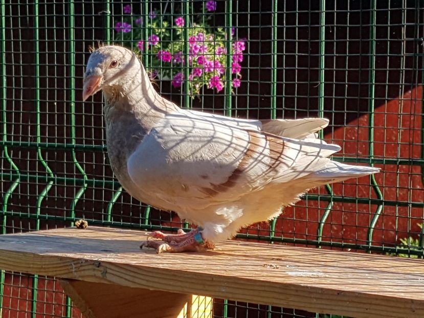 F-2018-4445 - 0-VRdF-TINERET-2018