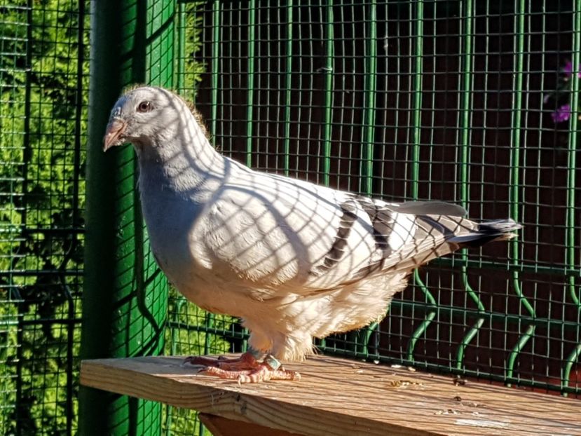 M-2018-4448 - 0-VRdF-TINERET-2018