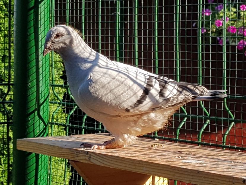 F-2018-4449 - 0-VRdF-TINERET-2018