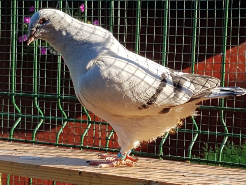 F-2018-4446 - 0-VRdF-TINERET-2018