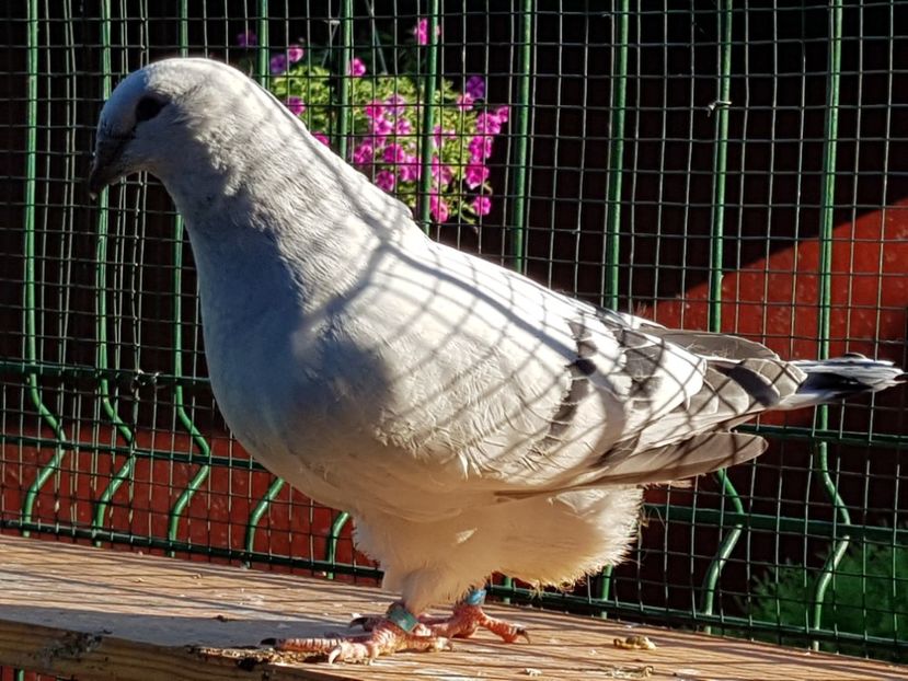 M-2018-4447 - 0-VRdF-TINERET-2018