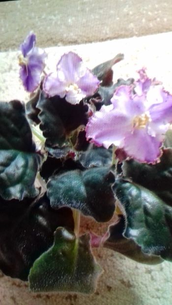  - ZZ EK Hrustalinaia Melodia