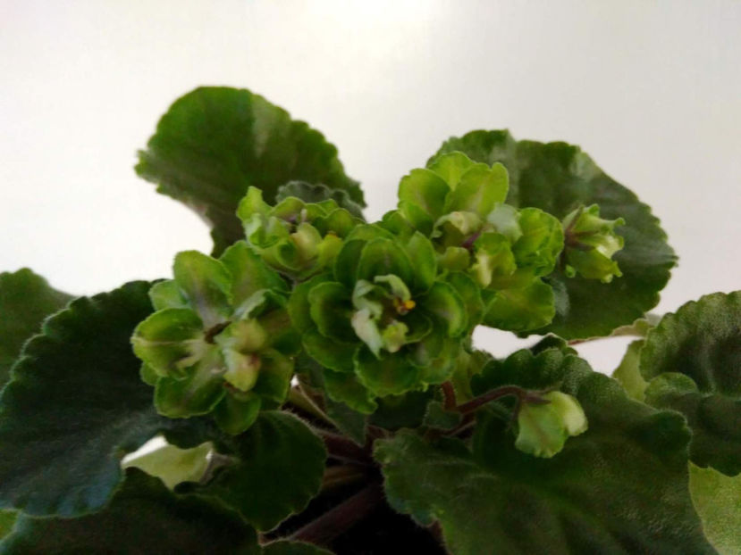 poza net - AV Kuporos