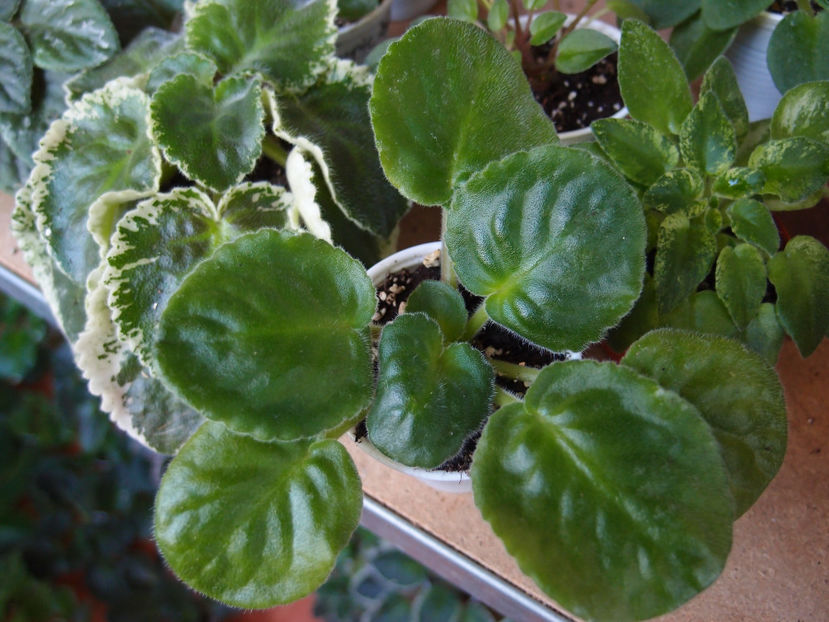 P8021700 - AV Kuporos