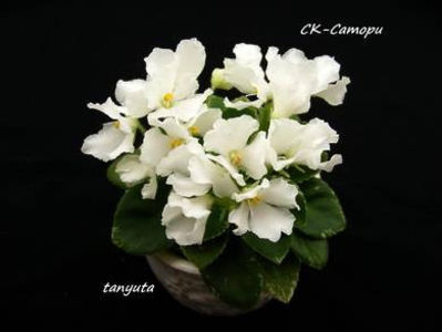 poza net - SK Satori