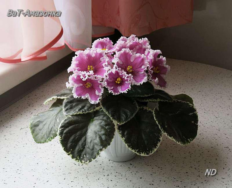 poza net - VaT Amazonka