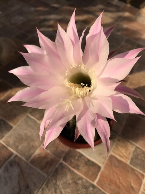 04.08.2018 - Cactuși 2018