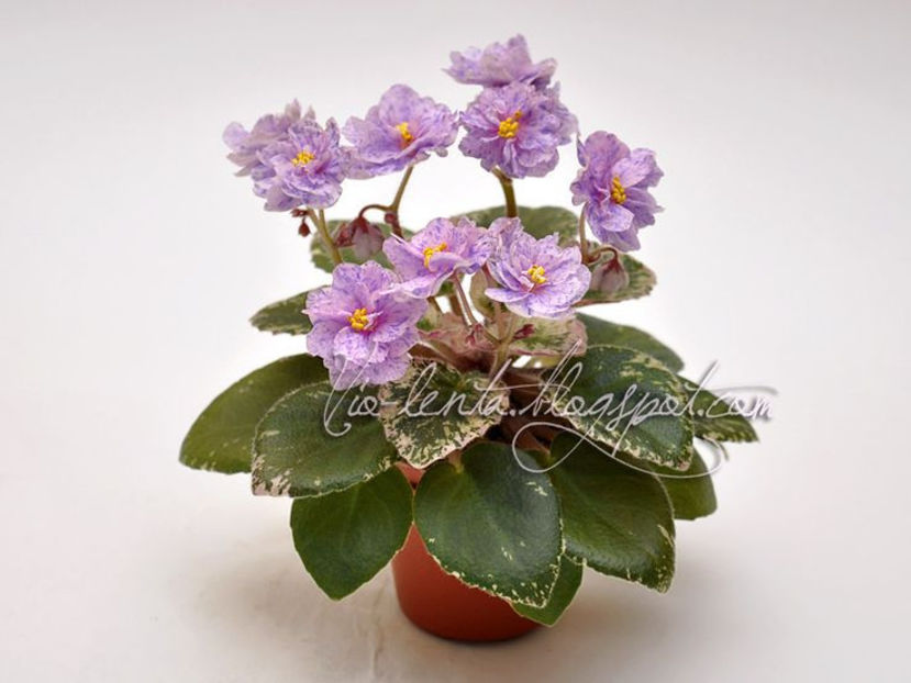 poza net - Robs Kaleidoscope