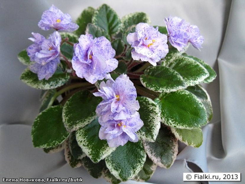 poza net - Robs Kaleidoscope