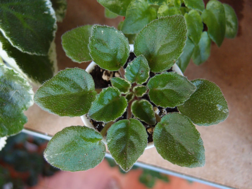 P8021690 - Robs Kaleidoscope