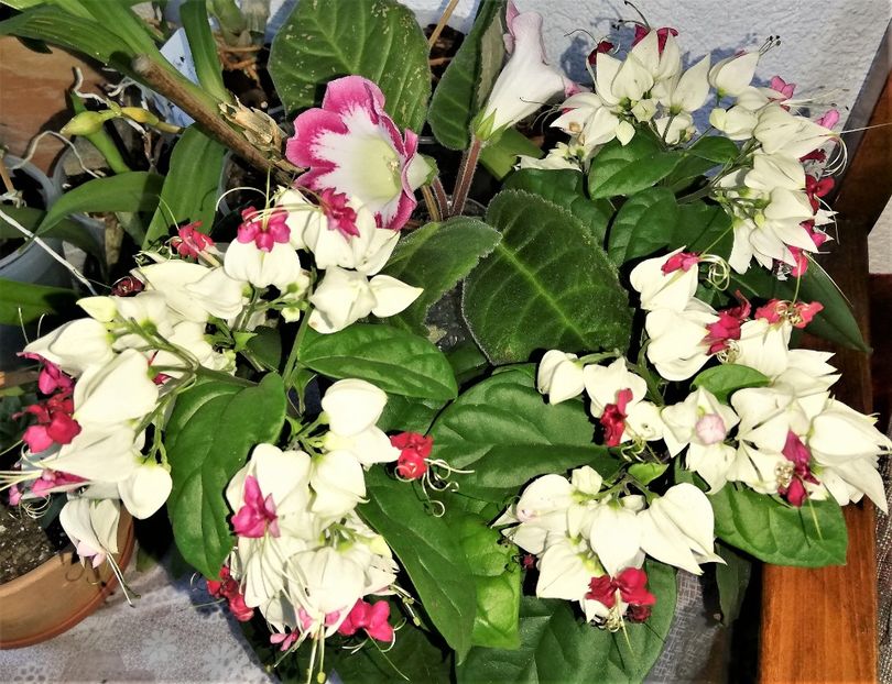  - x Alte plante cu flori