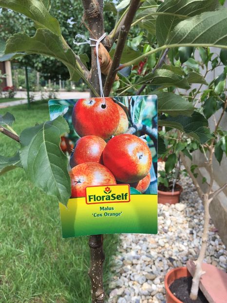 C0A06149-840C-4669-A47C-4106F6F87018 - Cox Orange Pippin Apple