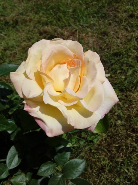  - TRANDAFIRI 2018-2019