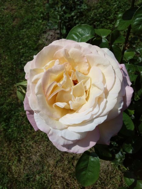  - TRANDAFIRI 2018-2019