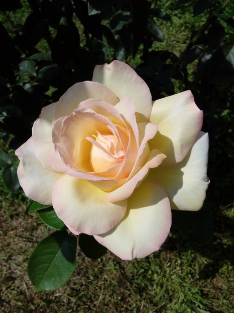  - TRANDAFIRI 2018-2019