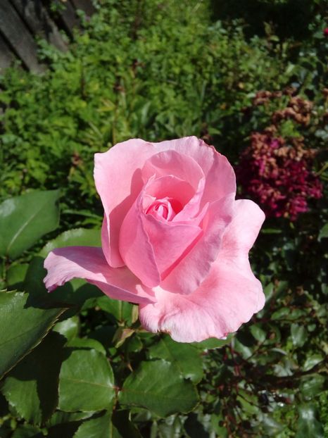  - TRANDAFIRI 2018-2019