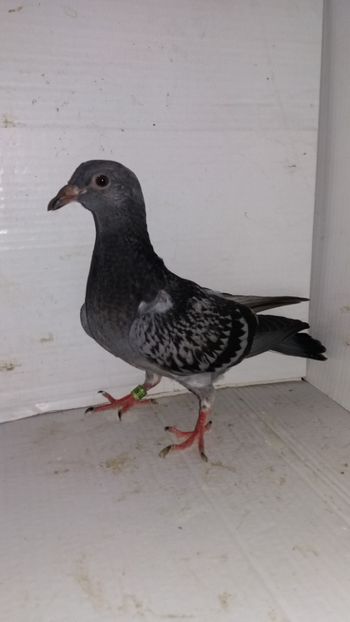 vandut - De vanzare voiajori pui 2018
