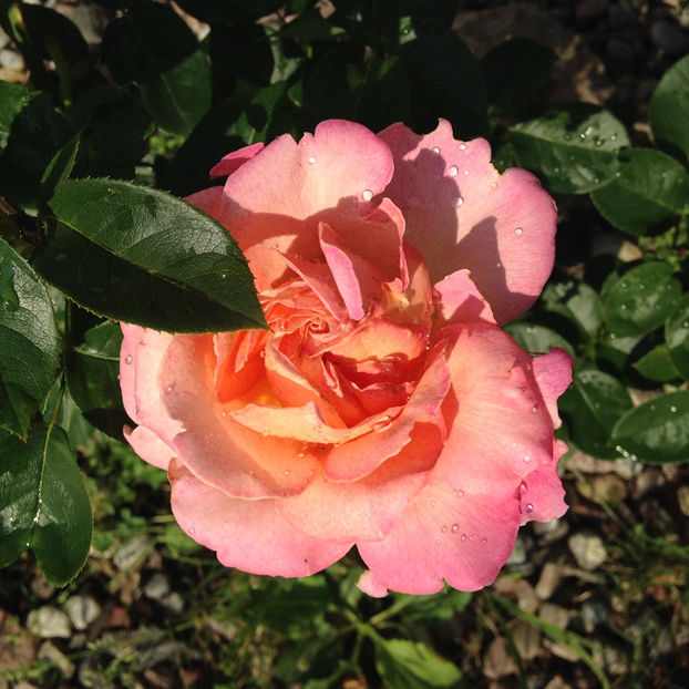  - 2018 Jurnalul gradinii