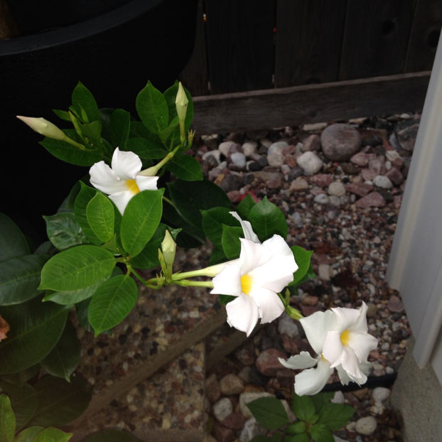  - 2018 Jurnalul gradinii