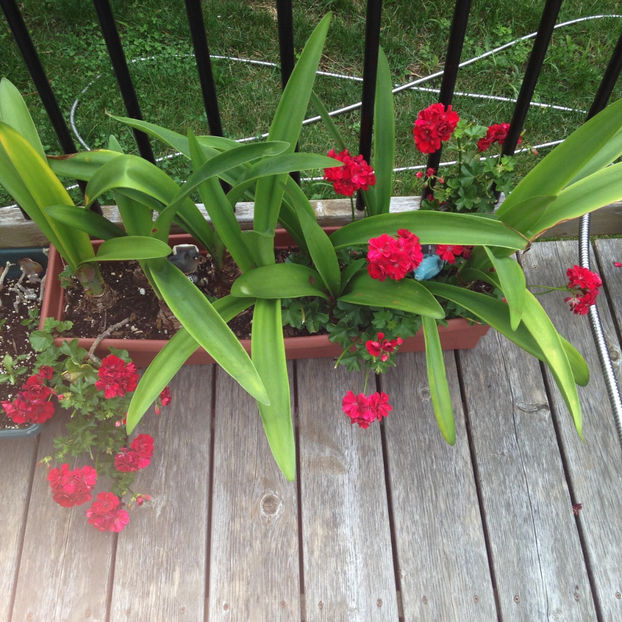  - 2018 Jurnalul gradinii