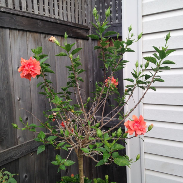  - 2018 Jurnalul gradinii