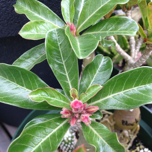  - 2018 Jurnalul gradinii