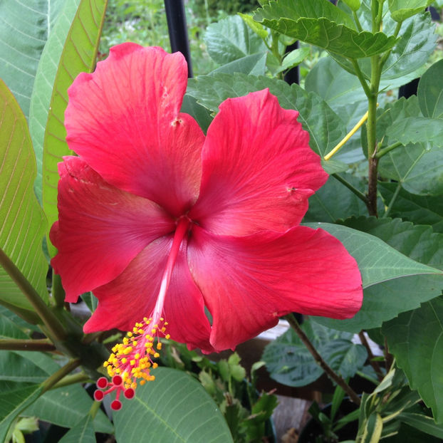  - 2018 Jurnalul gradinii