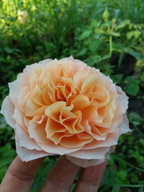  - Froufroutante Jacke 1