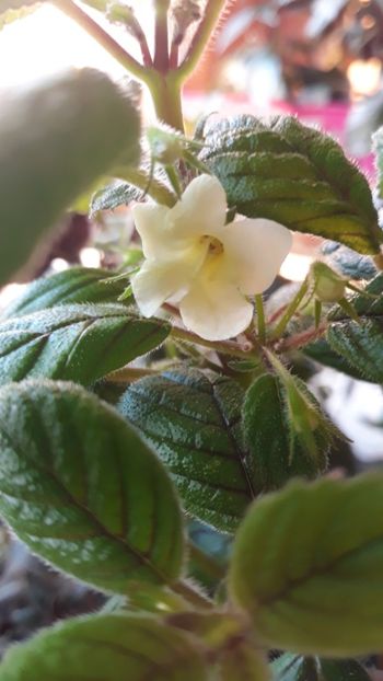  - 001 2018 - Niphea oblonga si xNiphimenes Lemonade