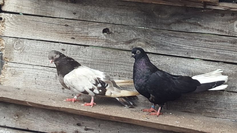  - 6-Negru Codalb Romanesc