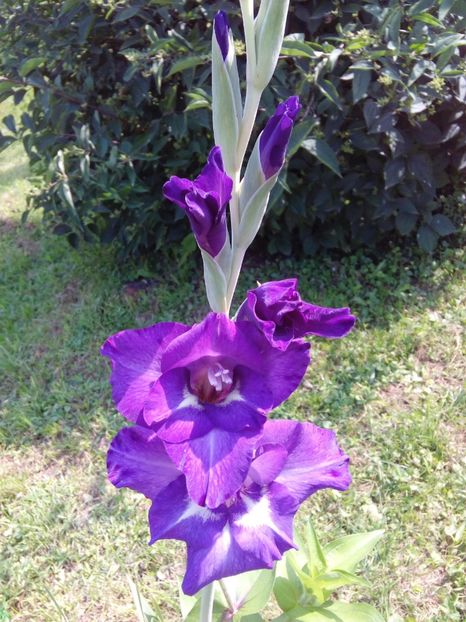  - AAAA_GLADIOLE 2015_2017_2018_2019