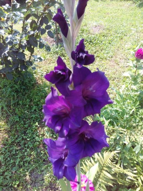  - AAAA_GLADIOLE 2015_2017_2018_2019