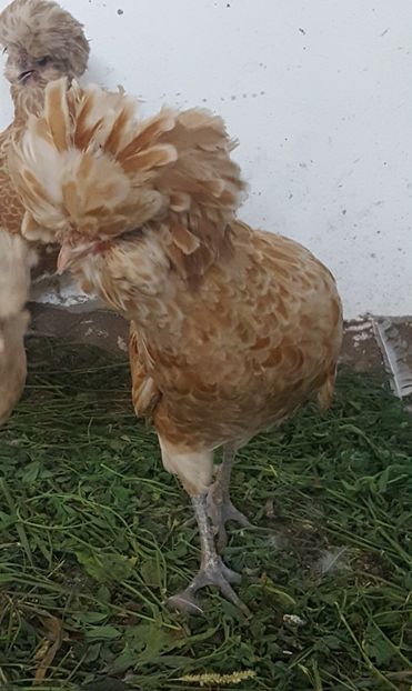  - A- Paduana Chamoise 2019-2020