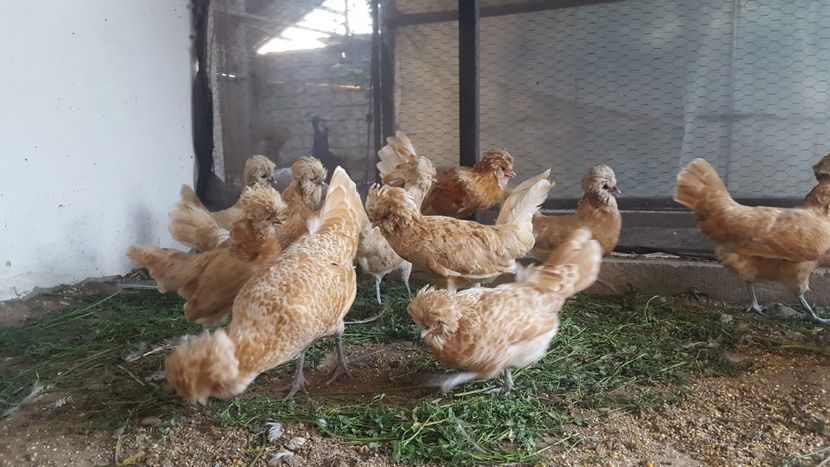  - A- Paduana Chamoise 2019-2020