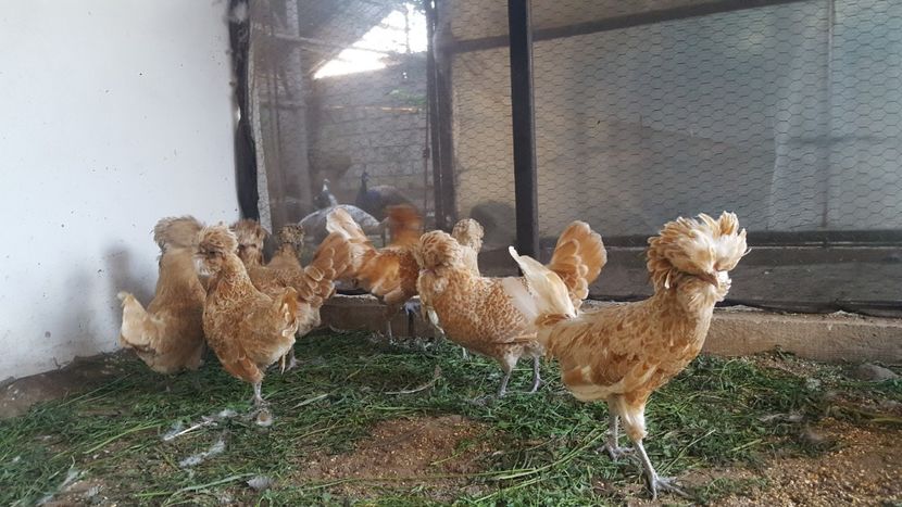  - A- Paduana Chamoise 2019-2020