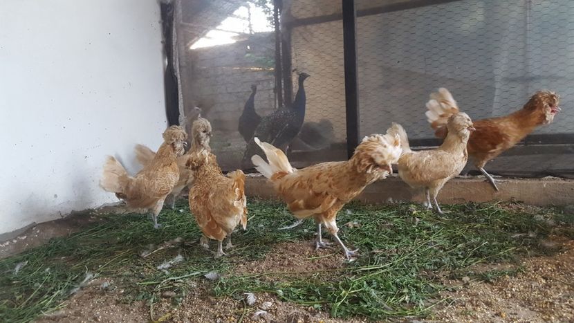  - A- Paduana Chamoise 2019-2020