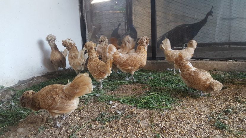  - A- Paduana Chamoise 2019-2020