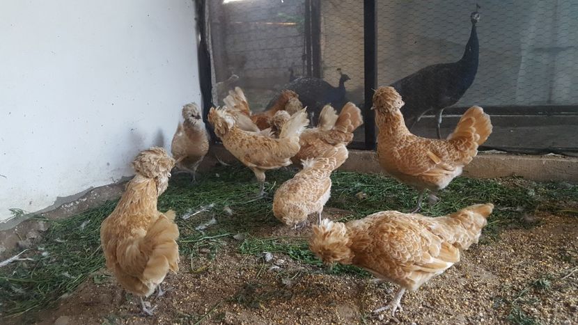  - A- Paduana Chamoise 2019-2020