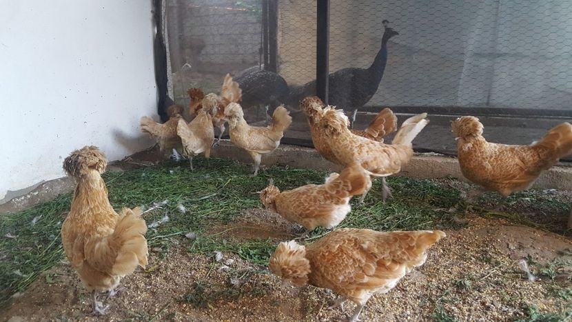  - A- Paduana Chamoise 2019-2020