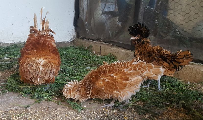  - A- Paduana Pitică Frizată 2019-2020