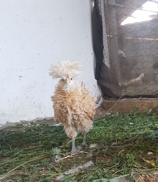  - A- Paduana Pitică Frizată 2019-2020