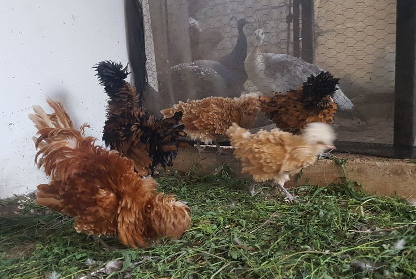  - A- Paduana Pitică Frizată 2019-2020