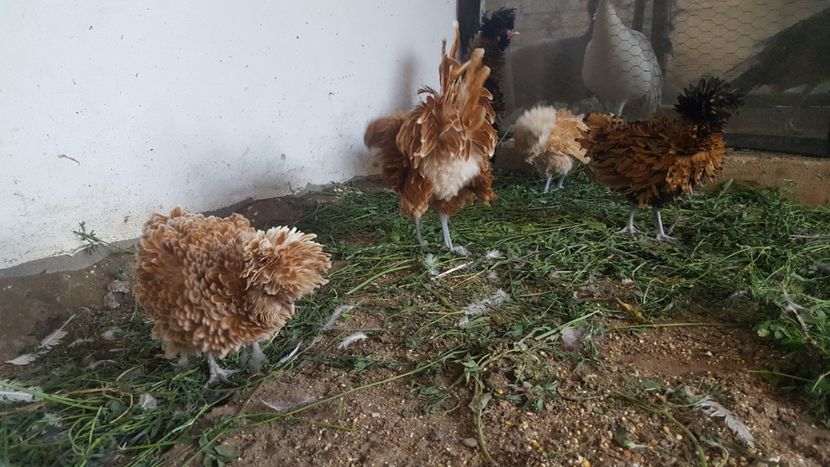  - A- Paduana Pitică Frizată 2019-2020