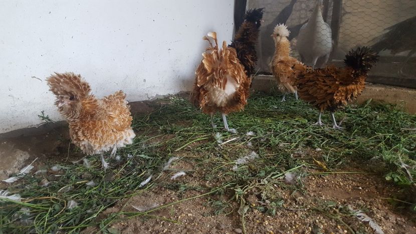  - A- Paduana Pitică Frizată 2019-2020