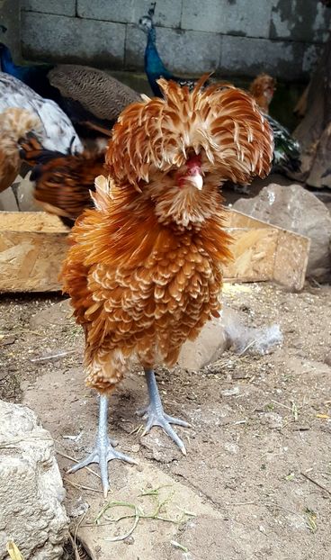  - A- Paduana Pitică Frizată 2019-2020