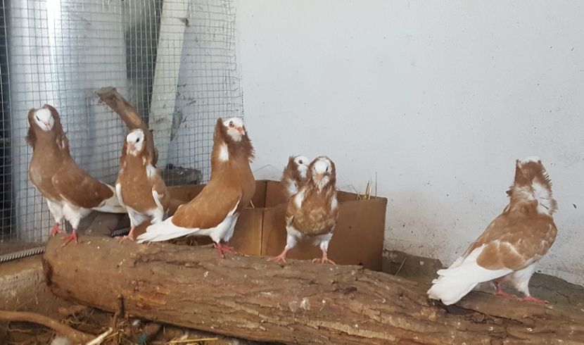  - A- Porumbei Gulerati Capucino 2019-2020