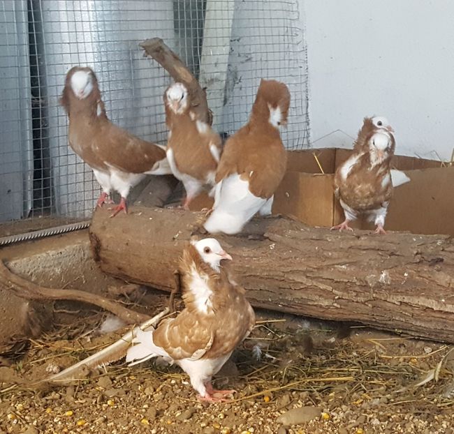  - A- Porumbei Gulerati Capucino 2019-2020