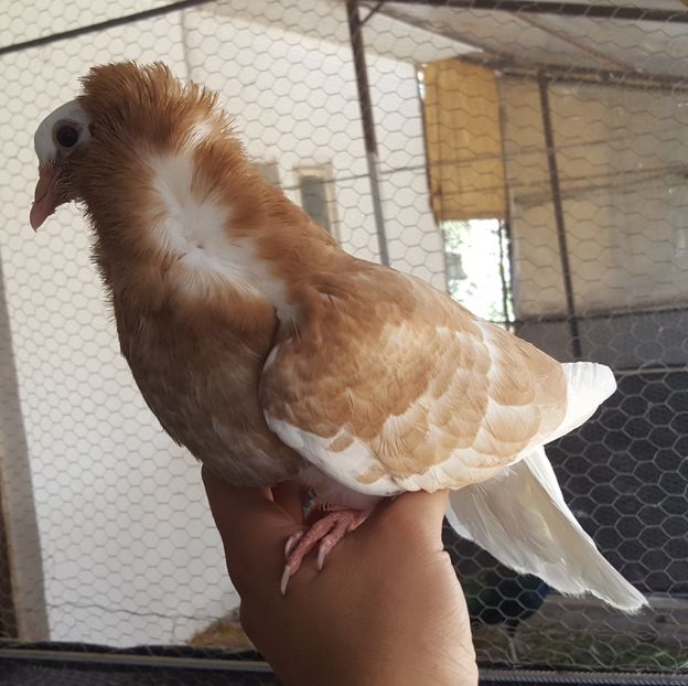  - A- Porumbei Gulerati Capucino 2019-2020