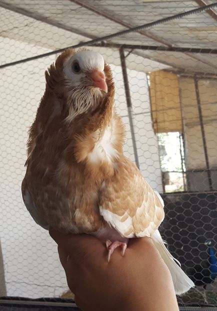  - A- Porumbei Gulerati Capucino 2019-2020