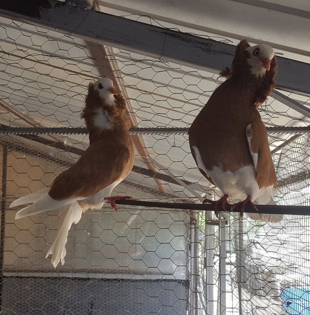  - A- Porumbei Gulerati Capucino 2019-2020